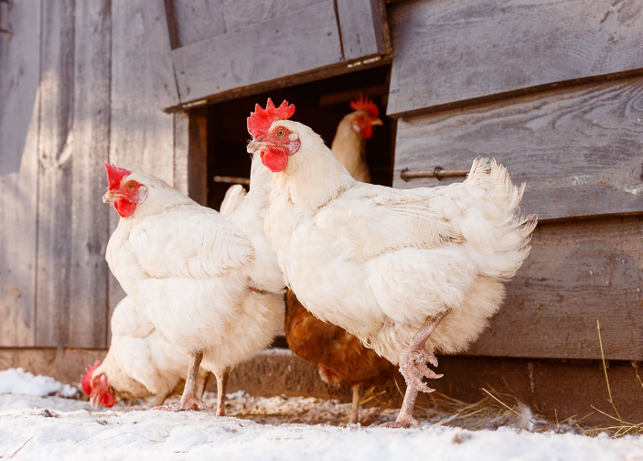 High River Colony Farming Co. Ltd. - Farming & Agricultural Services in High River, Alberta